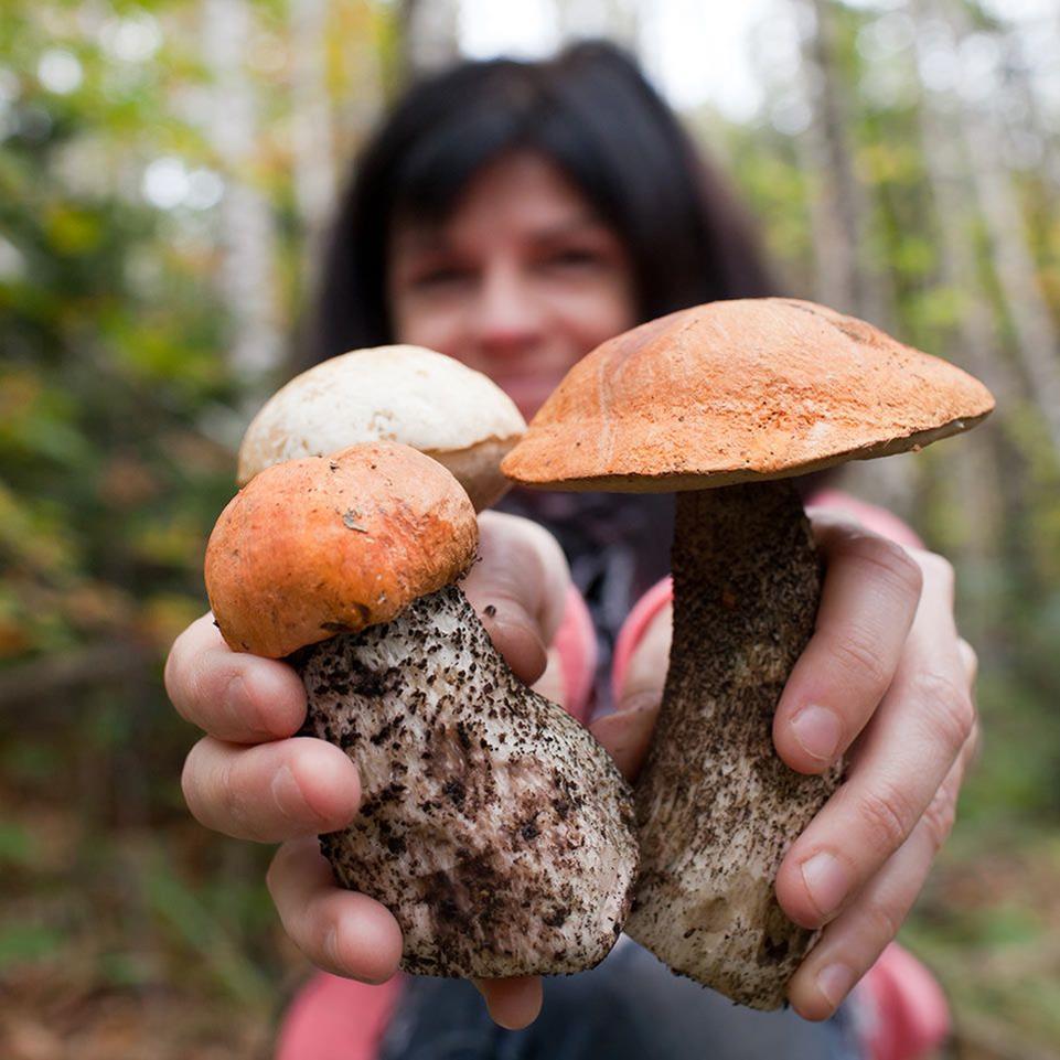 En México existen más de 200 mil especies de hongos, desafortunadamente sólo se han estudiado un promedio de 200 a 300 de éstas. A nivel internacional apenas se ha identificado al 35 por ciento de las especies que existen en todo el planeta.