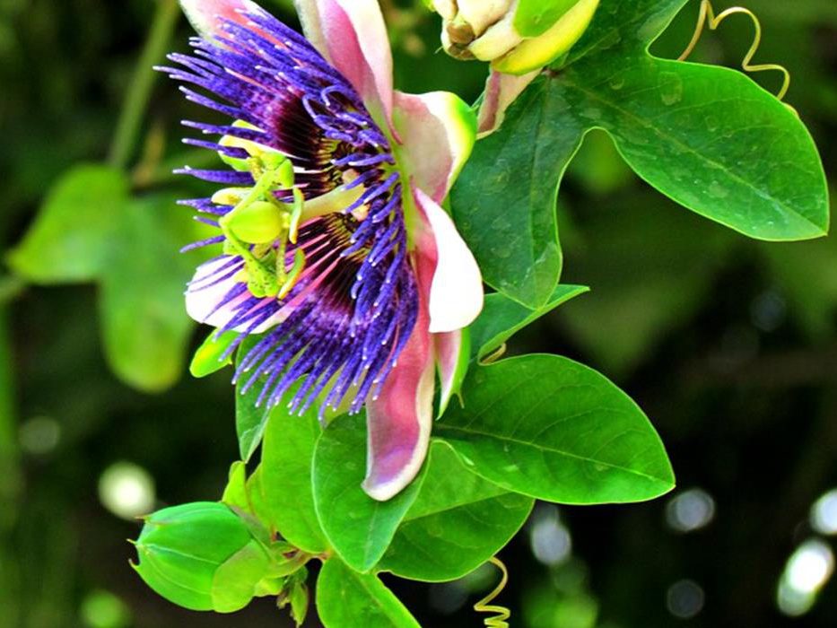 Nuestros ancestros consideraban a las plantas como seres vivientes y representaciones de los dones de los dioses y de la naturaleza porque brindan alimento, belleza y salud. Además de nutrir el cuerpo, poseen sustancias capaces de prevenir y curar nuestras dolencias; así como algunas propiedades que permiten mejorar el funcionamiento del organismo al propiciar una buena digestión, sueño reparador, efectos calmantes del sistema nervioso y reguladores de funciones hepáticas, cardíacas y renales, entre otras que la ciencia ha podido comprobar.