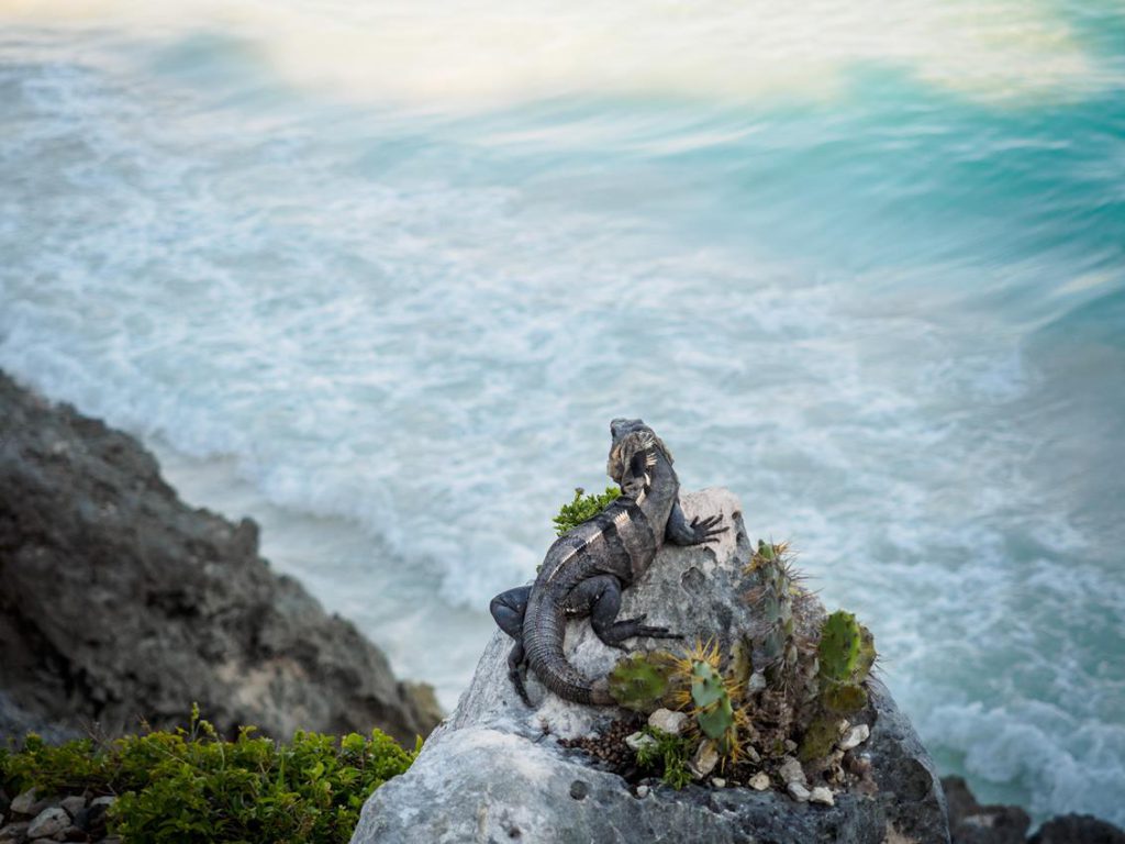 Si quisiéramos saber por qué Tulum es un pueblo mágico, probablemente tendríamos que remontarnos casi trece mil años atrás, cuando esta región era una pradera de clima templado a la que llegaron los primeros pobladores pre mayas de la Península de Yucatán.