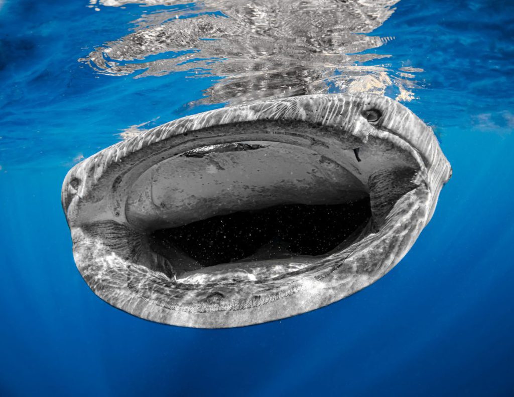 La mayor agregación del pez más grande del mundo ha sido registrada por los pescadores del norte de Quintana Roo durante más de siete décadas y se sabe que ocurre, regularmente durante el verano, a unos 15 kilómetros al noreste de Isla Mujeres. Una increíble comunidad biodiversa aparece de repente en medio de “la nada”, lejos de la costa.