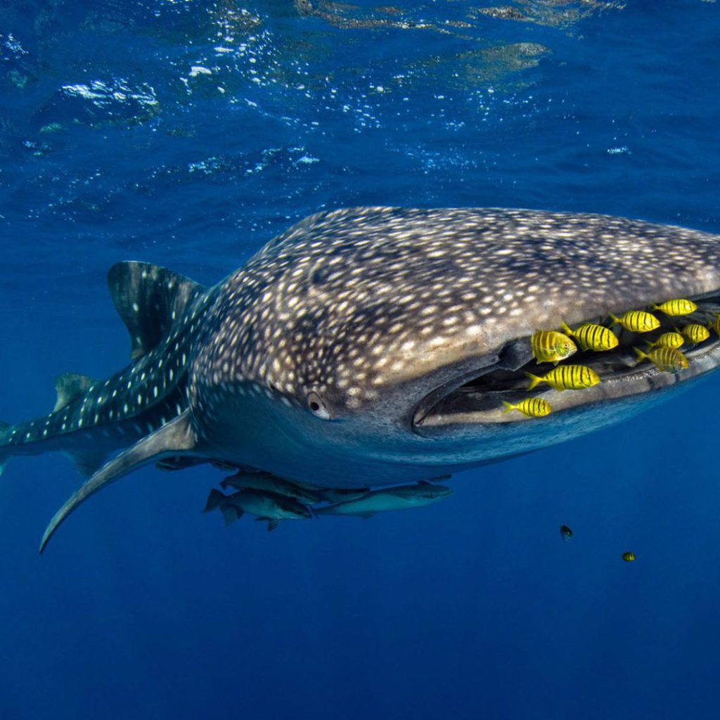 La mayor agregación del pez más grande del mundo ha sido registrada por los pescadores del norte de Quintana Roo durante más de siete décadas y se sabe que ocurre, regularmente durante el verano, a unos 15 kilómetros al noreste de Isla Mujeres. Una increíble comunidad biodiversa aparece de repente en medio de “la nada”, lejos de la costa.
