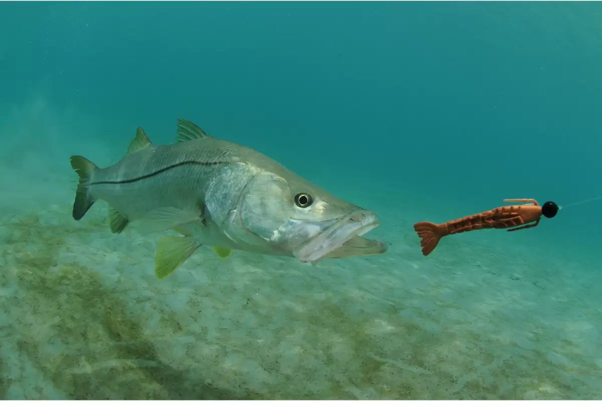Si usted visita Tulum y le mencionan el tema de los peces, muy probablemente pensará en la miríada de pargos, meros, damiselas, peces ángel y demás coloridos habitantes del arrecife de coral. Incluso tal vez habrá podido observarlos en vivo, ya sea con buceo autónomo o mediante esnórquel. En el Caribe mexicano, hay no menos de 600 especies de peces marinos.