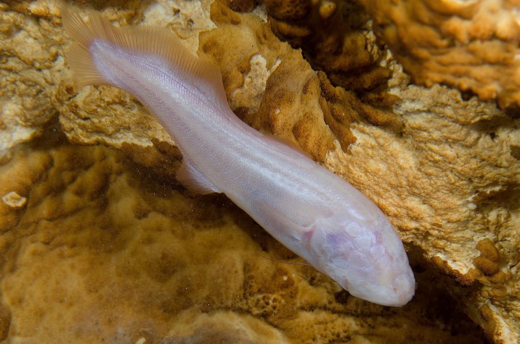 Si usted visita Tulum y le mencionan el tema de los peces, muy probablemente pensará en la miríada de pargos, meros, damiselas, peces ángel y demás coloridos habitantes del arrecife de coral. Incluso tal vez habrá podido observarlos en vivo, ya sea con buceo autónomo o mediante esnórquel. En el Caribe mexicano, hay no menos de 600 especies de peces marinos.