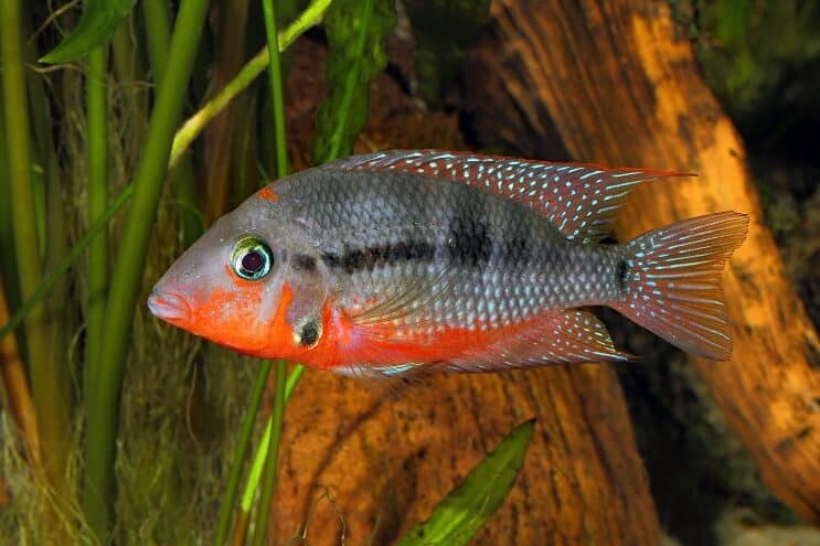 Si usted visita Tulum y le mencionan el tema de los peces, muy probablemente pensará en la miríada de pargos, meros, damiselas, peces ángel y demás coloridos habitantes del arrecife de coral. Incluso tal vez habrá podido observarlos en vivo, ya sea con buceo autónomo o mediante esnórquel. En el Caribe mexicano, hay no menos de 600 especies de peces marinos.