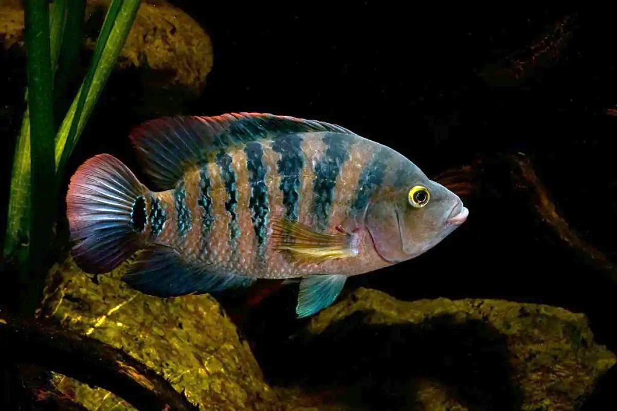 Si usted visita Tulum y le mencionan el tema de los peces, muy probablemente pensará en la miríada de pargos, meros, damiselas, peces ángel y demás coloridos habitantes del arrecife de coral. Incluso tal vez habrá podido observarlos en vivo, ya sea con buceo autónomo o mediante esnórquel. En el Caribe mexicano, hay no menos de 600 especies de peces marinos.