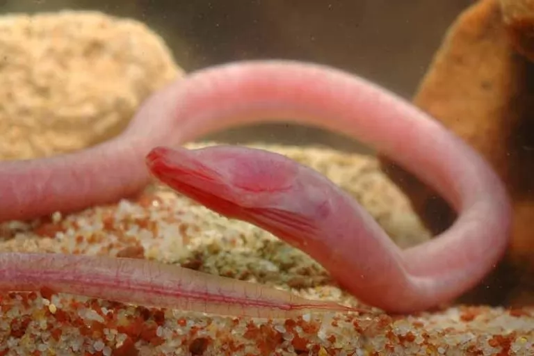 Si usted visita Tulum y le mencionan el tema de los peces, muy probablemente pensará en la miríada de pargos, meros, damiselas, peces ángel y demás coloridos habitantes del arrecife de coral. Incluso tal vez habrá podido observarlos en vivo, ya sea con buceo autónomo o mediante esnórquel. En el Caribe mexicano, hay no menos de 600 especies de peces marinos.
