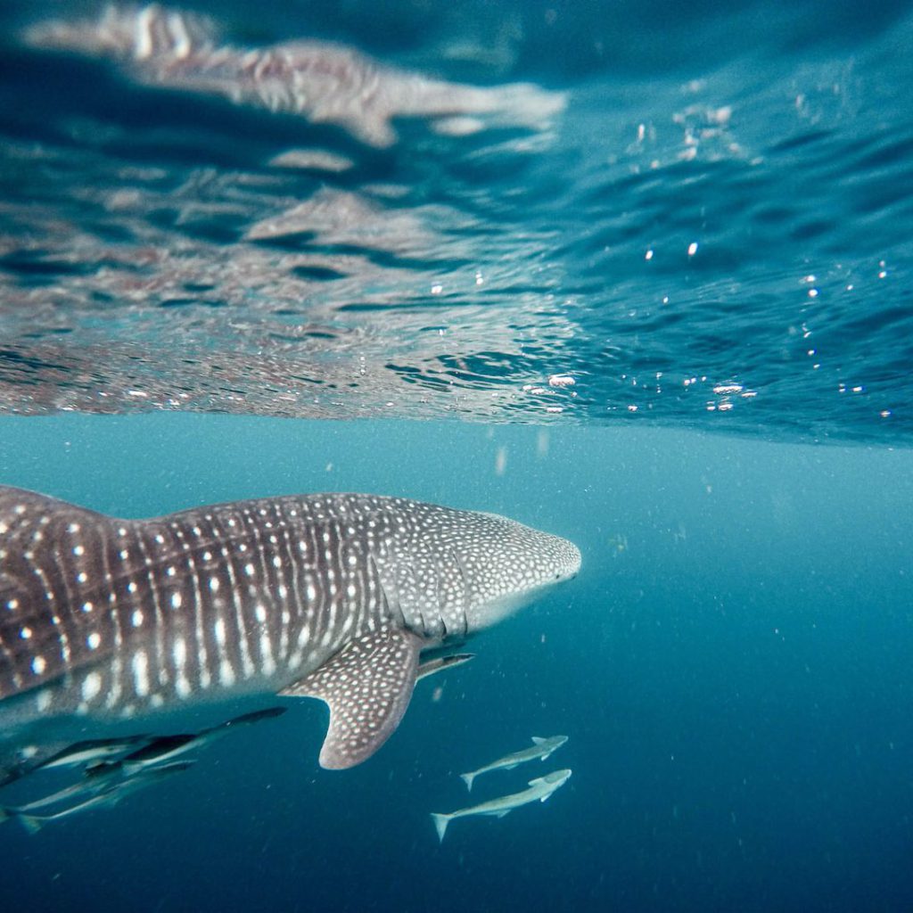La mayor agregación del pez más grande del mundo ha sido registrada por los pescadores del norte de Quintana Roo durante más de siete décadas y se sabe que ocurre, regularmente durante el verano, a unos 15 kilómetros al noreste de Isla Mujeres. Una increíble comunidad biodiversa aparece de repente en medio de “la nada”, lejos de la costa.