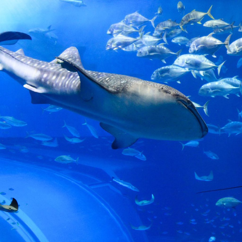 La mayor agregación del pez más grande del mundo ha sido registrada por los pescadores del norte de Quintana Roo durante más de siete décadas y se sabe que ocurre, regularmente durante el verano, a unos 15 kilómetros al noreste de Isla Mujeres. Una increíble comunidad biodiversa aparece de repente en medio de “la nada”, lejos de la costa.