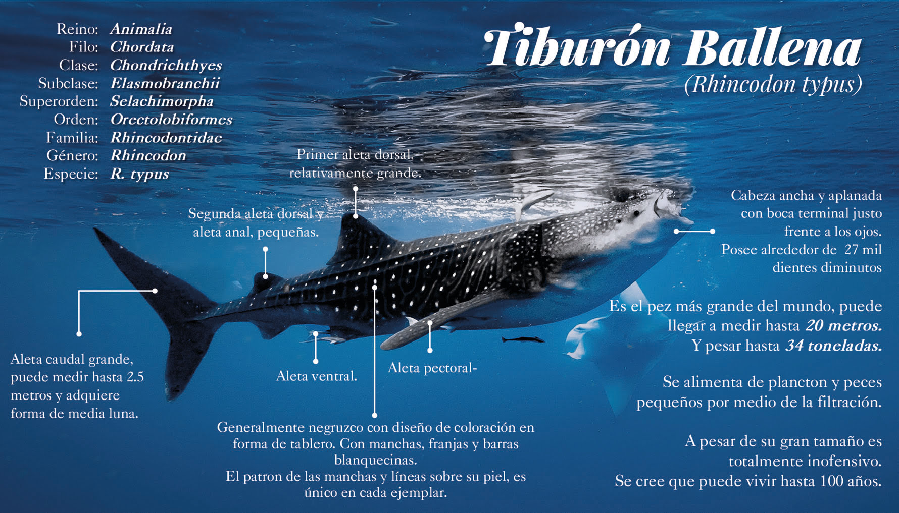 La mayor agregación del pez más grande del mundo ha sido registrada por los pescadores del norte de Quintana Roo durante más de siete décadas y se sabe que ocurre, regularmente durante el verano, a unos 15 kilómetros al noreste de Isla Mujeres. Una increíble comunidad biodiversa aparece de repente en medio de “la nada”, lejos de la costa.