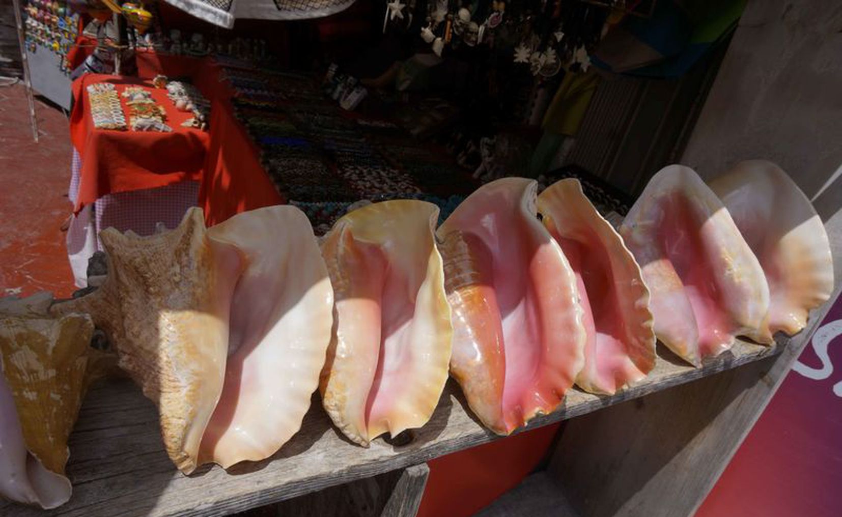 La actividad pesquera en Quintana Roo tiene un valor económico y social. También es parte de una cadena productiva donde se generan empleos directos e indirectos, valor agregado, divisas, materia prima para otras industrias…, y es parte de la seguridad alimentaria.