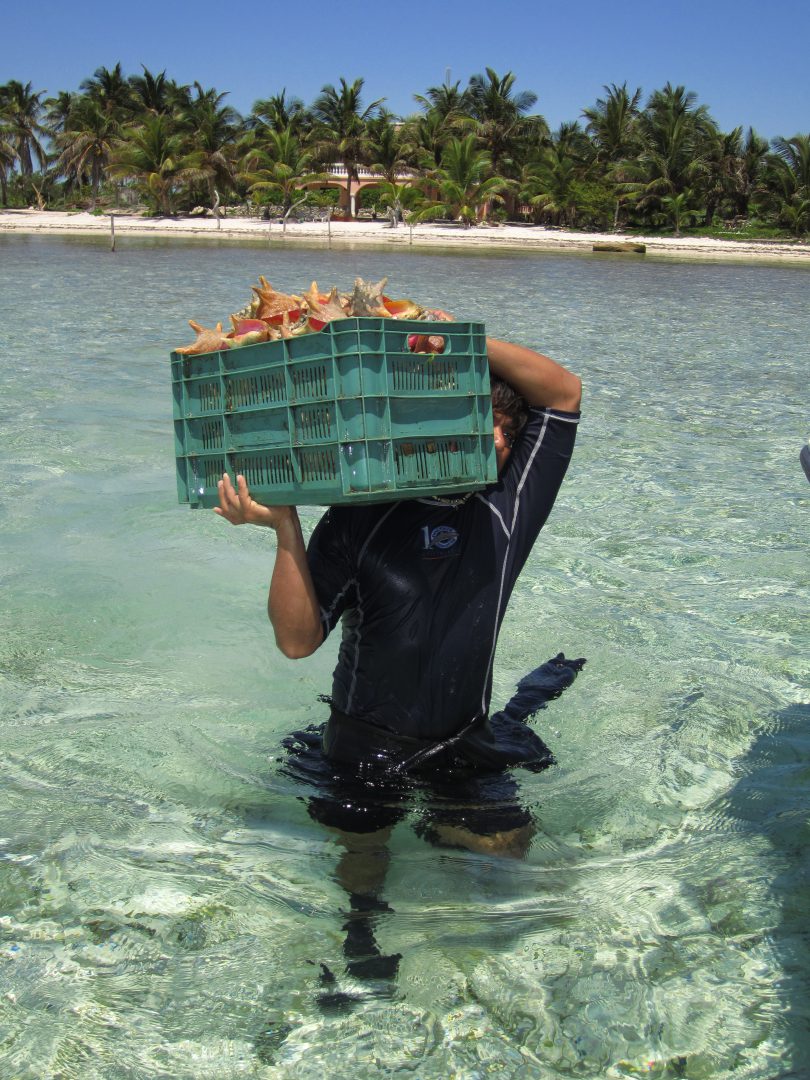 La actividad pesquera en Quintana Roo tiene un valor económico y social. También es parte de una cadena productiva donde se generan empleos directos e indirectos, valor agregado, divisas, materia prima para otras industrias…, y es parte de la seguridad alimentaria.