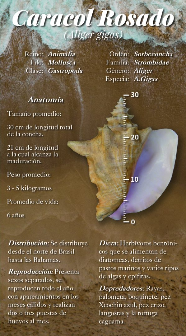 La actividad pesquera en Quintana Roo tiene un valor económico y social. También es parte de una cadena productiva donde se generan empleos directos e indirectos, valor agregado, divisas, materia prima para otras industrias…, y es parte de la seguridad alimentaria.