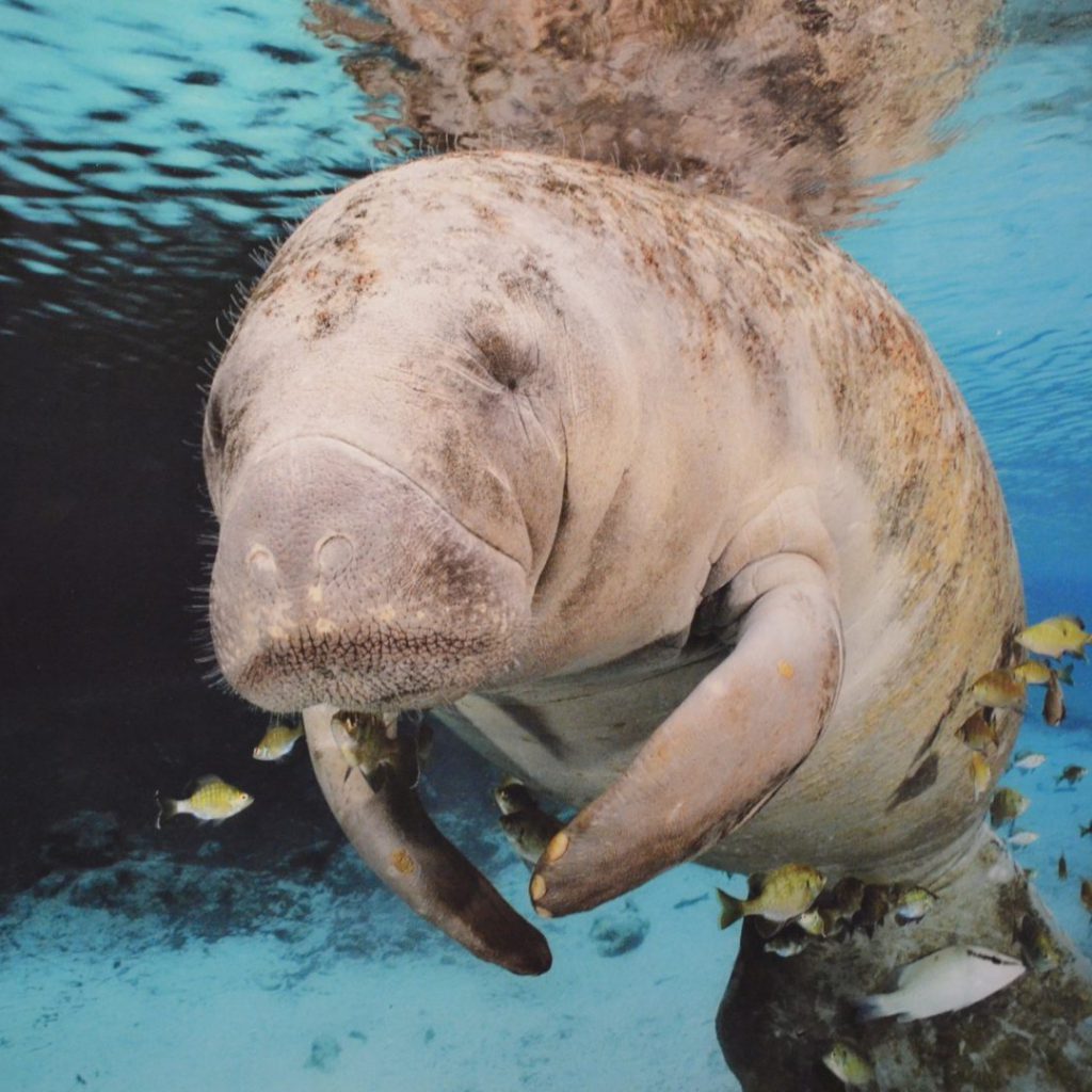 Son apenas las ocho de la mañana y nuestra embarcación de investigación sale de Punta Allen para un monitoreo de observación de mamíferos marinos. No llevamos ni diez minutos de recorrido y ya encontramos la primera sorpresa.