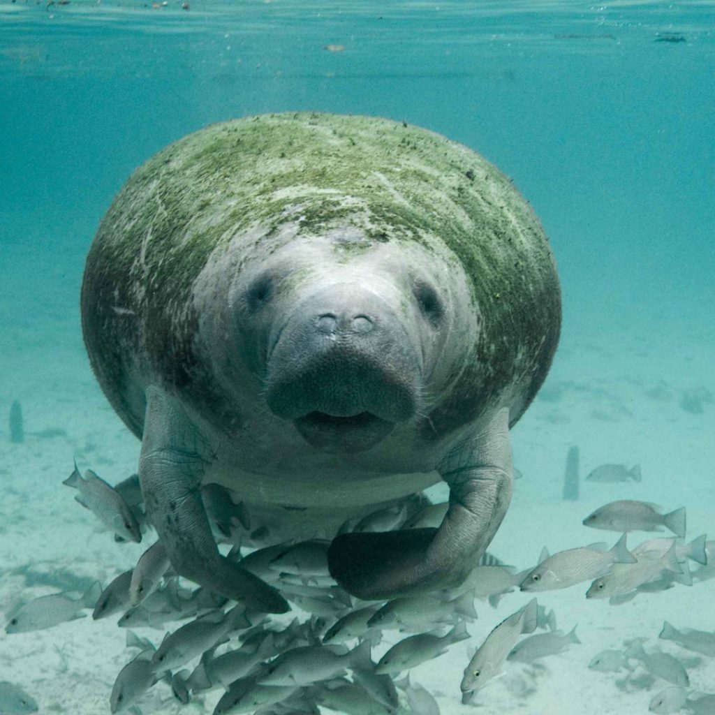 Son apenas las ocho de la mañana y nuestra embarcación de investigación sale de Punta Allen para un monitoreo de observación de mamíferos marinos. No llevamos ni diez minutos de recorrido y ya encontramos la primera sorpresa.