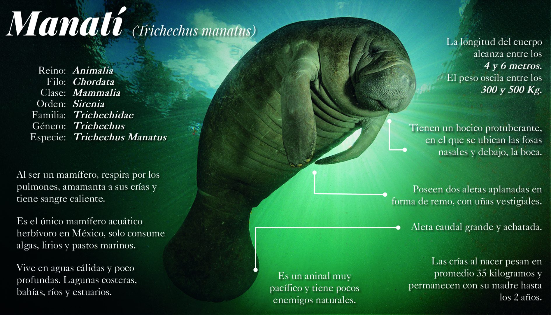 Son apenas las ocho de la mañana y nuestra embarcación de investigación sale de Punta Allen para un monitoreo de observación de mamíferos marinos. No llevamos ni diez minutos de recorrido y ya encontramos la primera sorpresa.