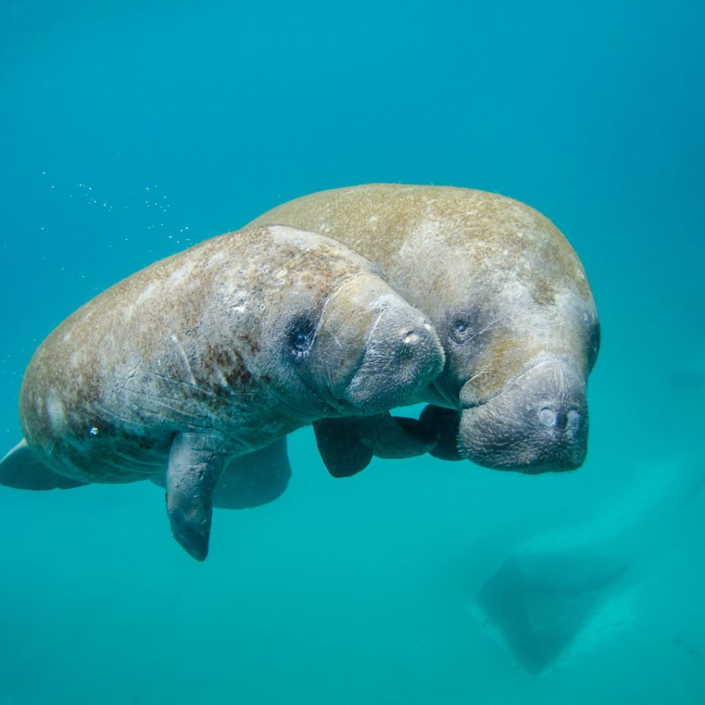 Son apenas las ocho de la mañana y nuestra embarcación de investigación sale de Punta Allen para un monitoreo de observación de mamíferos marinos. No llevamos ni diez minutos de recorrido y ya encontramos la primera sorpresa.