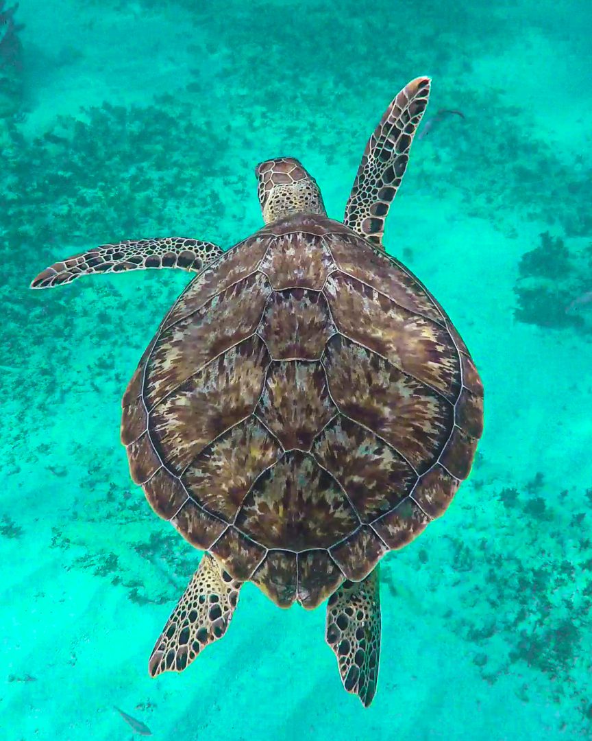 ¿Qué significa biodiversidad? Este concepto es muy amplio y puede tener diversas definiciones. La biodiversidad es el tejido vivo de nuestro planeta.