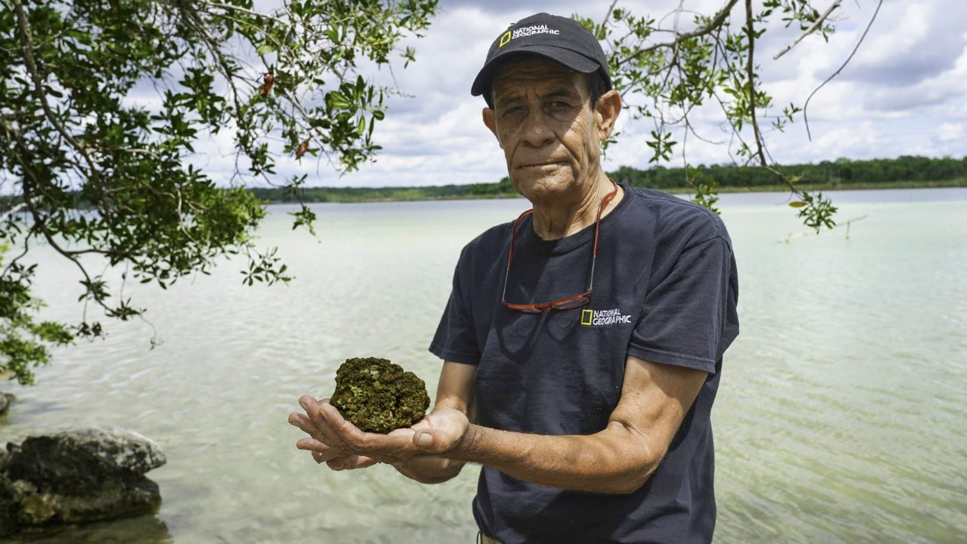 De acuerdo con las teorías evolutivas, los estromatolitos —los primeros oxigenadores de la atmósfera y formadores de zonas arrecifales— se caracterizaron por ser las formas de vida que dominaron la Tierra durante tres mil 500 millones de años.