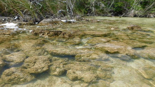De acuerdo con las teorías evolutivas, los estromatolitos —los primeros oxigenadores de la atmósfera y formadores de zonas arrecifales— se caracterizaron por ser las formas de vida que dominaron la Tierra durante tres mil 500 millones de años.