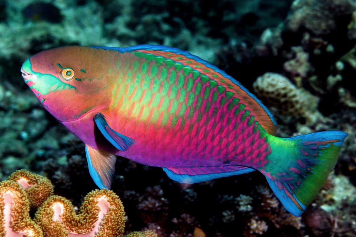¿Qué significa biodiversidad? Este concepto es muy amplio y puede tener diversas definiciones. La biodiversidad es el tejido vivo de nuestro planeta.