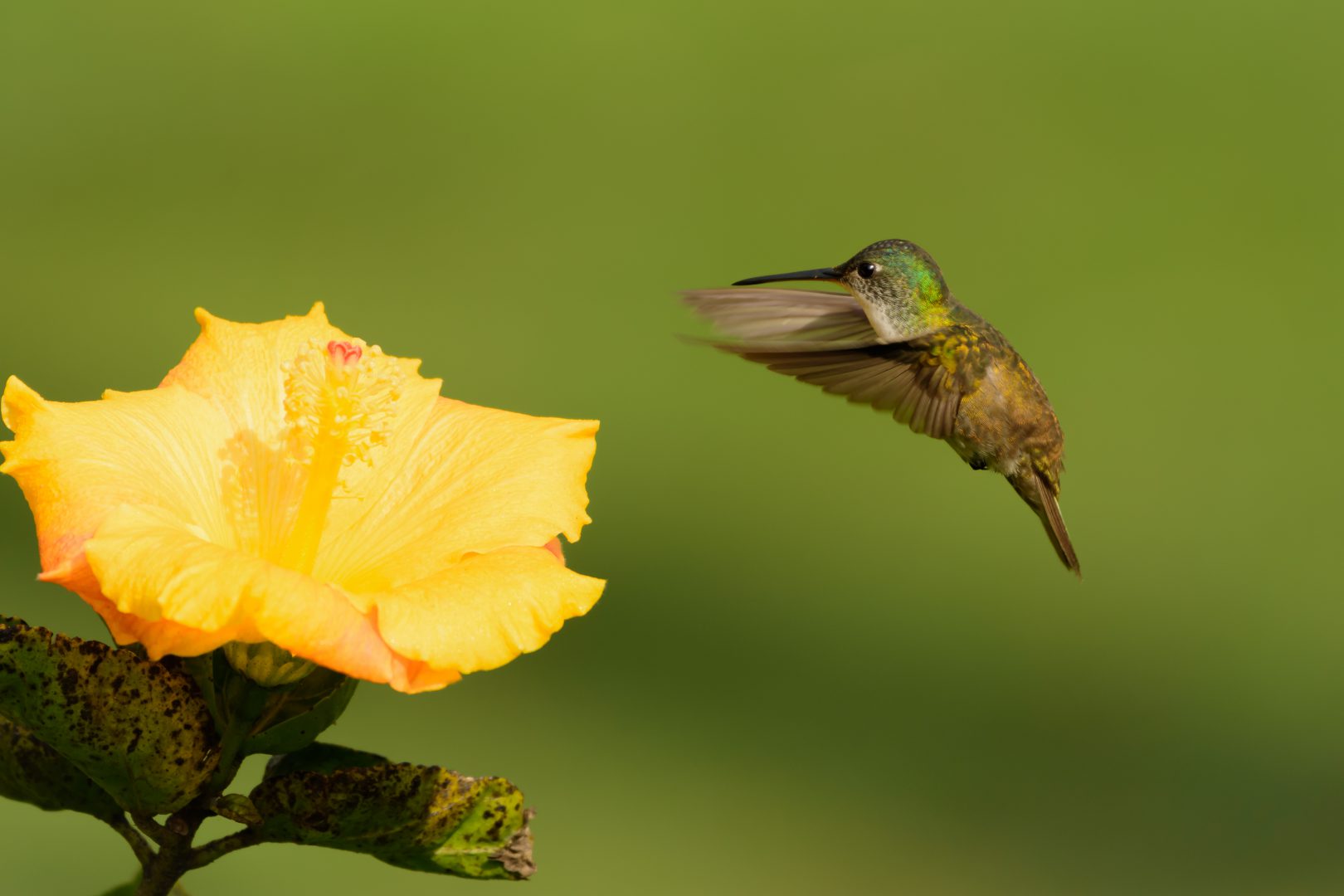 ¡Vamos a pajarear! es el término usado para ir a observar aves, esas maravillas de la naturaleza, y cuando te encuentras con ese mundo de plumas, quieres saber más y más de ellas.