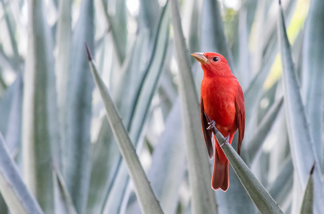 ¡Vamos a pajarear! es el término usado para ir a observar aves, esas maravillas de la naturaleza, y cuando te encuentras con ese mundo de plumas, quieres saber más y más de ellas.