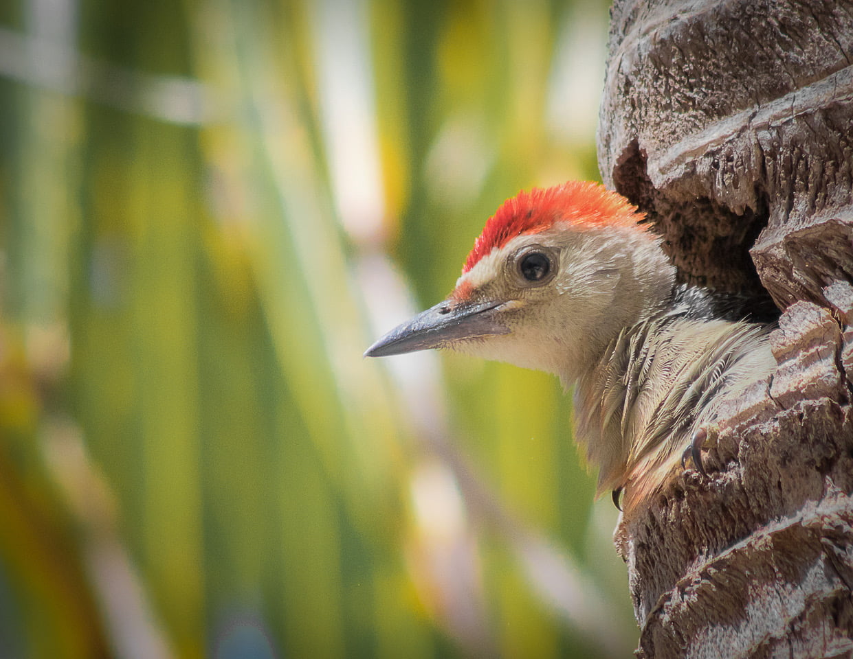 ¡Vamos a pajarear! es el término usado para ir a observar aves, esas maravillas de la naturaleza, y cuando te encuentras con ese mundo de plumas, quieres saber más y más de ellas.