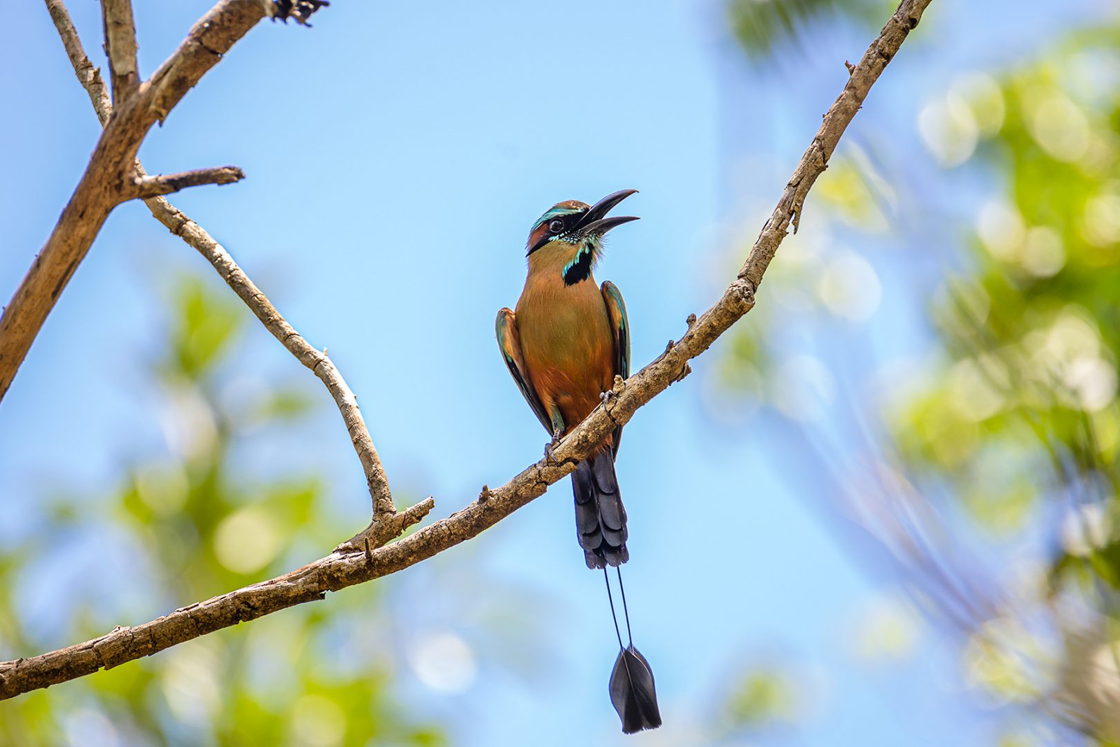 ¡Vamos a pajarear! es el término usado para ir a observar aves, esas maravillas de la naturaleza, y cuando te encuentras con ese mundo de plumas, quieres saber más y más de ellas.