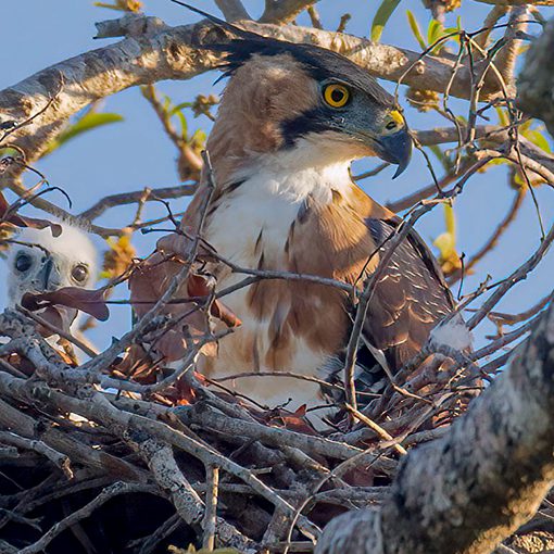 ¡Vamos a pajarear! es el término usado para ir a observar aves, esas maravillas de la naturaleza, y cuando te encuentras con ese mundo de plumas, quieres saber más y más de ellas.