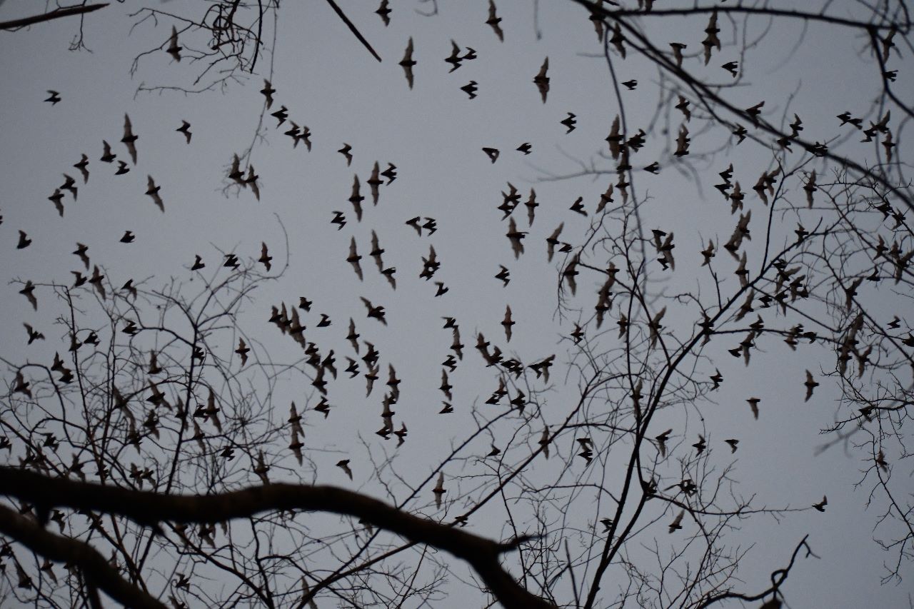Los murciélagos son el único grupo de mamíferos voladores que existe en la Tierra, con vínculos profundos y cruciales con nuestro bienestar