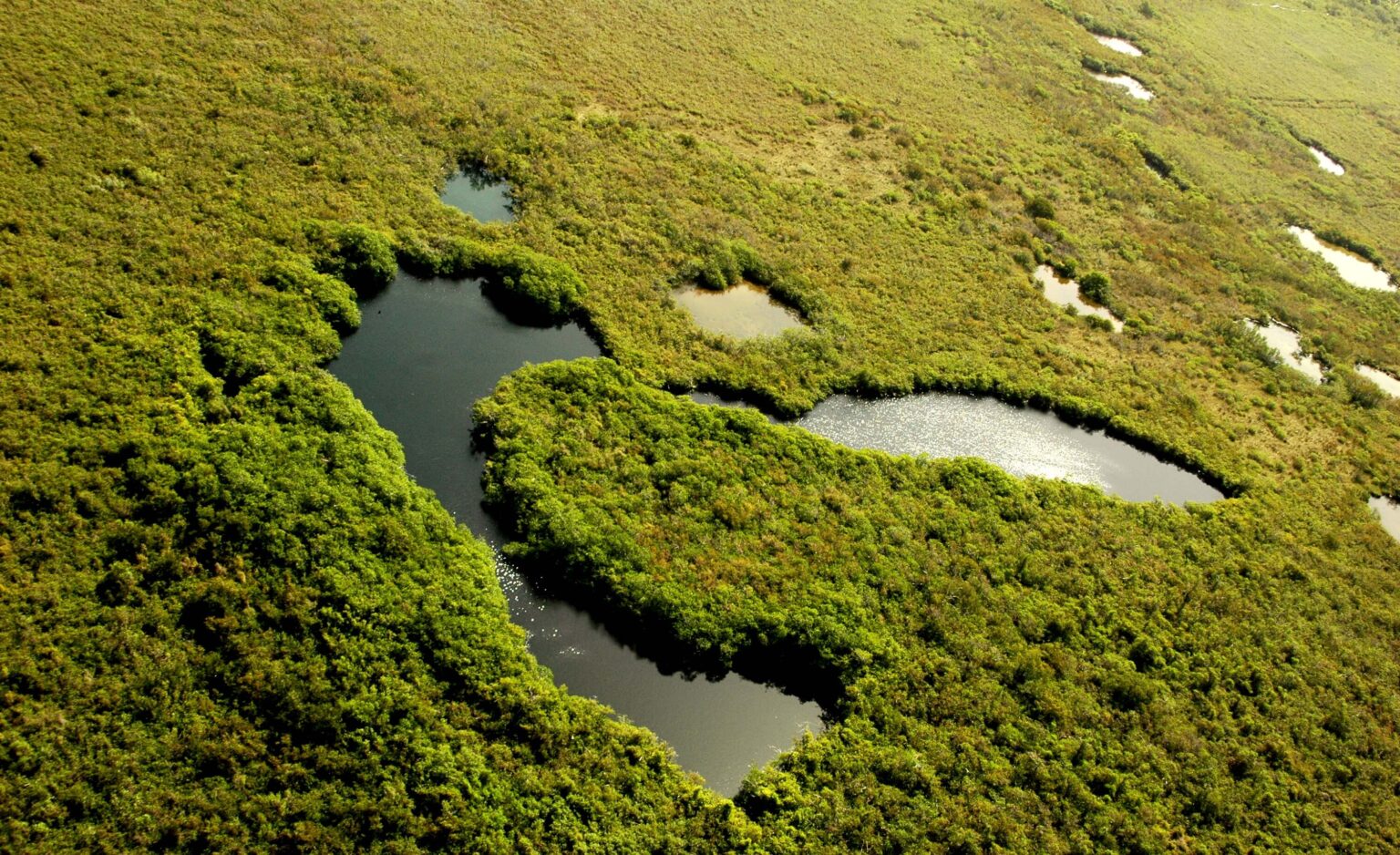 La vegetación de la península de Yucatán es el resultado de una combinación única de diferentes ecosistemas, desde selvas tropicales hasta manglares y humedales.