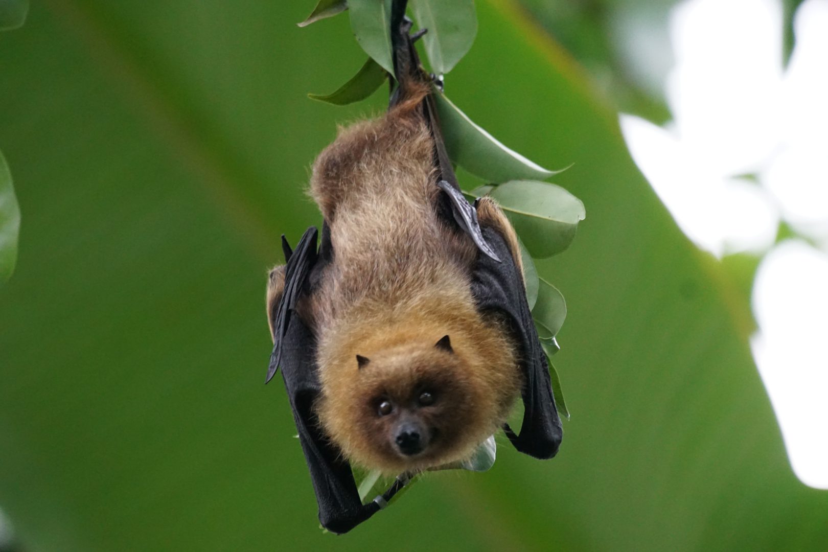 Los murciélagos son el único grupo de mamíferos voladores que existe en la Tierra, con vínculos profundos y cruciales con nuestro bienestar