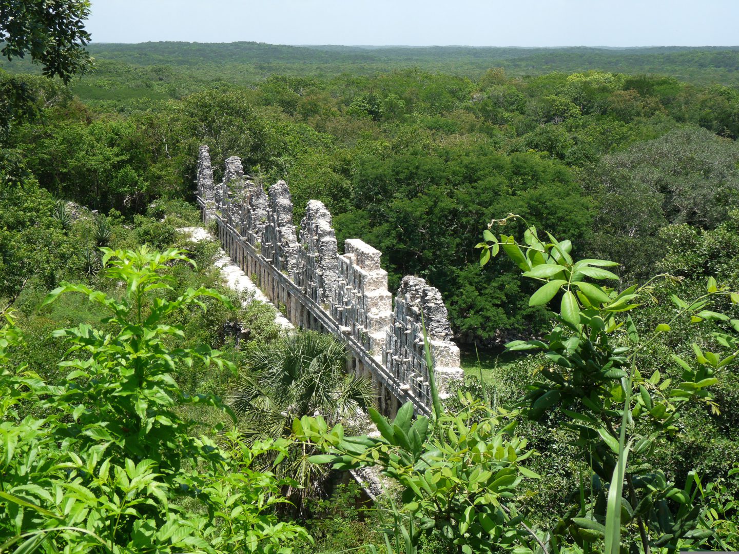 La vegetación de la península de Yucatán es el resultado de una combinación única de diferentes ecosistemas, desde selvas tropicales hasta manglares y humedales.