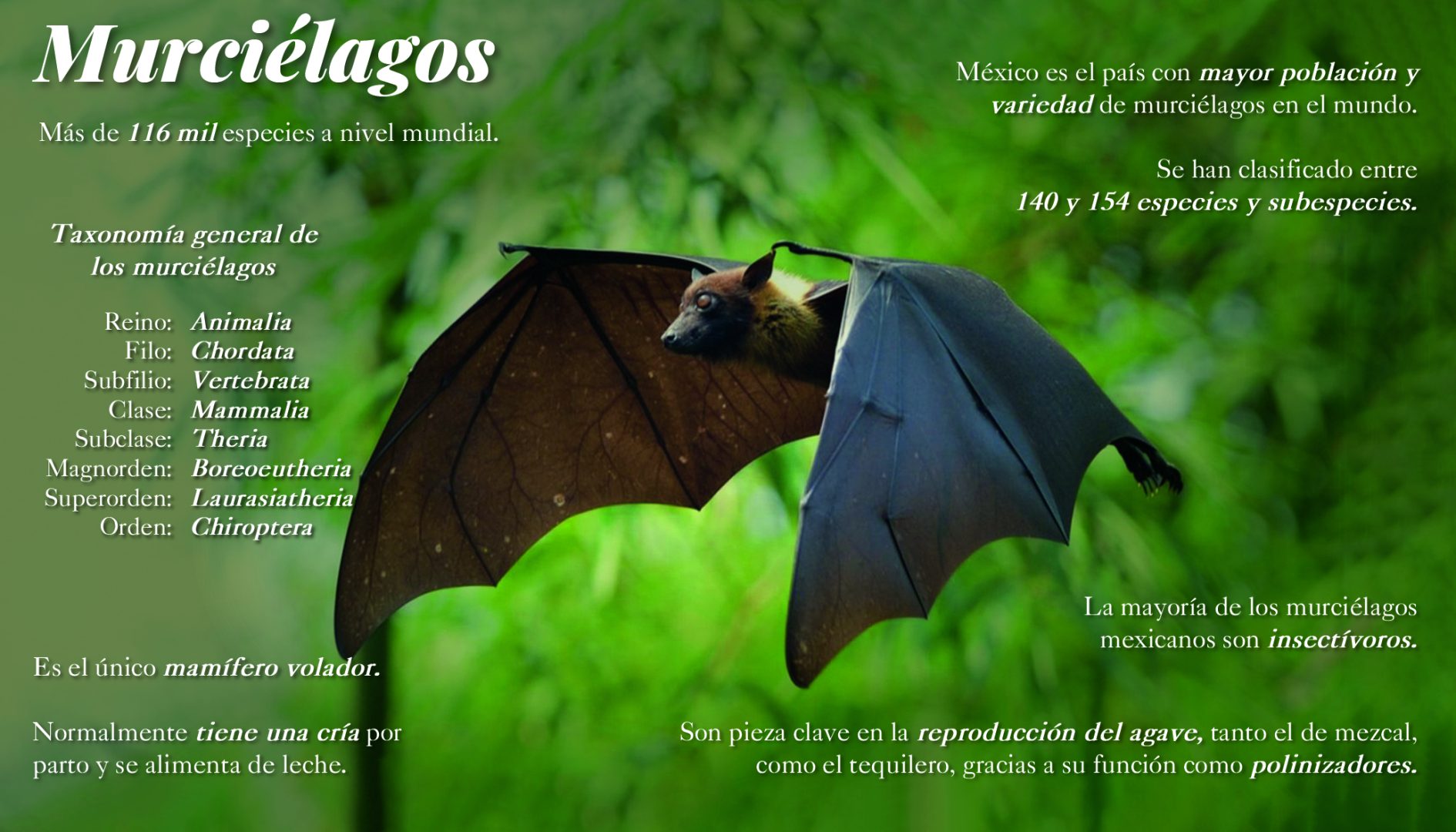 Los murciélagos son el único grupo de mamíferos voladores que existe en la Tierra, con vínculos profundos y cruciales con nuestro bienestar