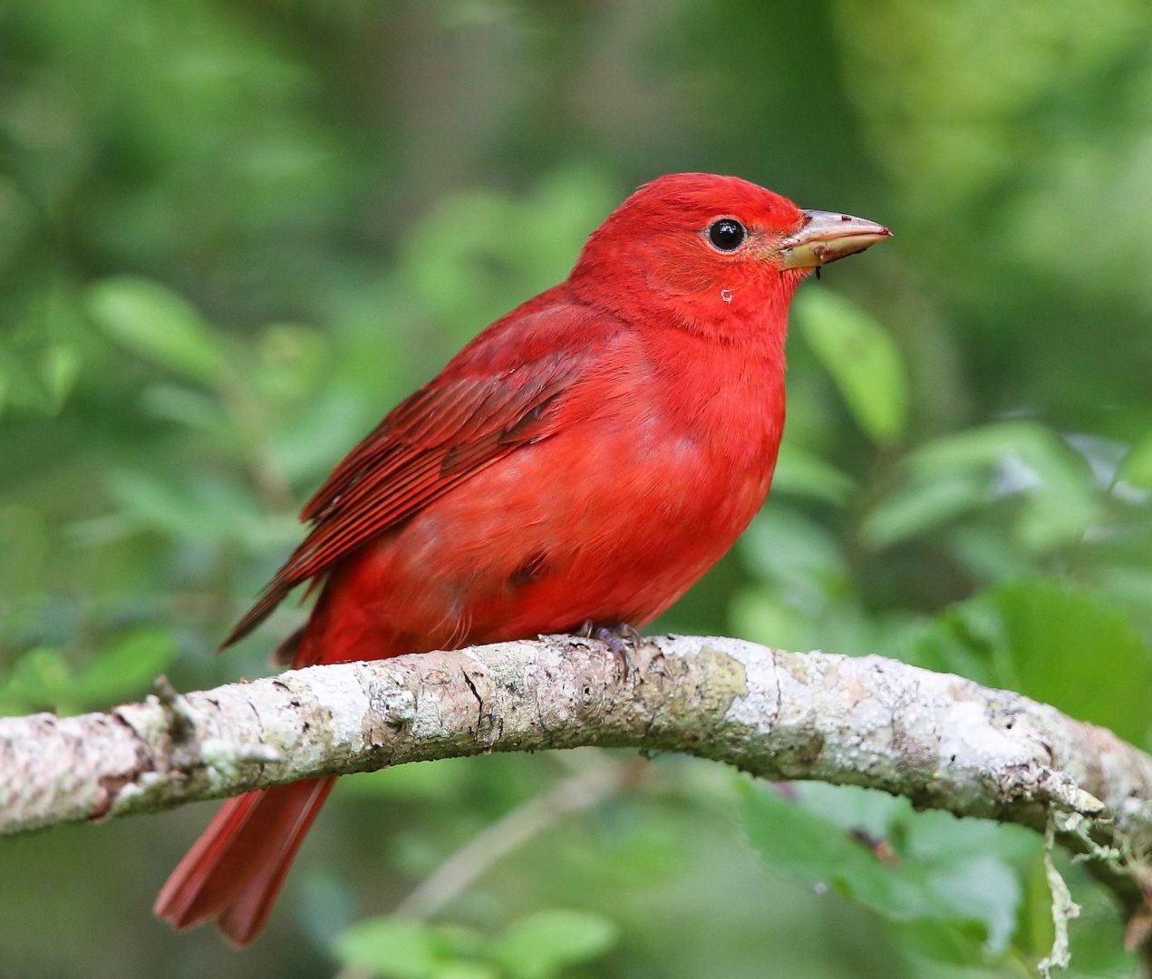¡Vamos a pajarear! es el término usado para ir a observar aves, esas maravillas de la naturaleza, y cuando te encuentras con ese mundo de plumas, quieres saber más y más de ellas.