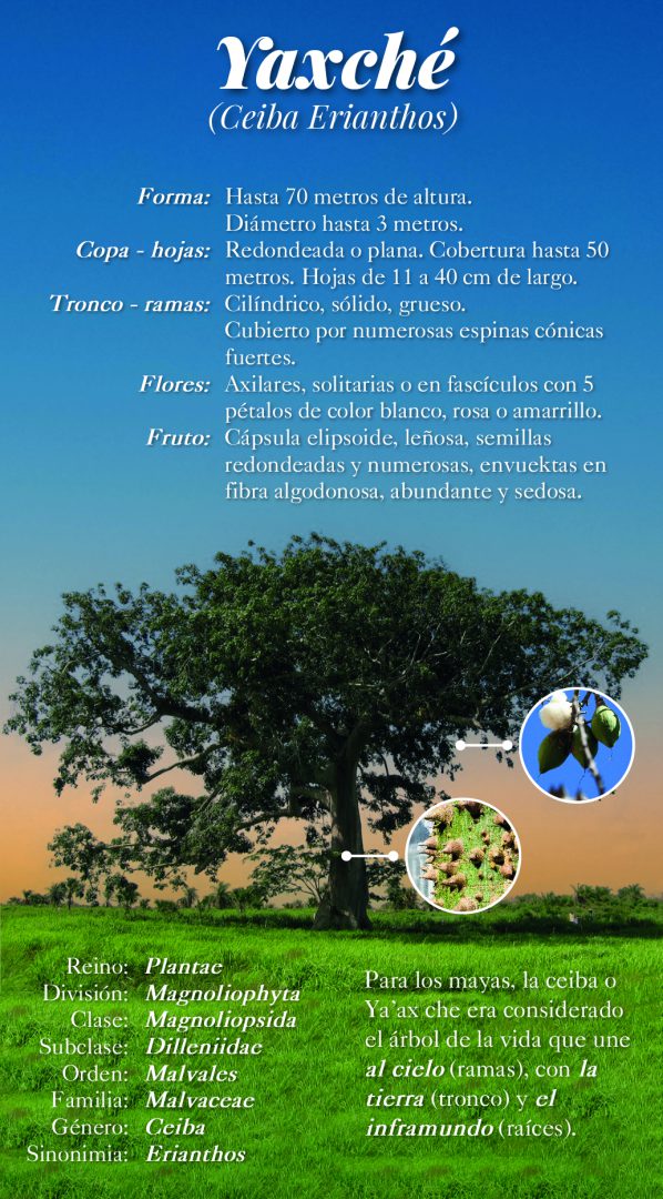 Desde tiempos inmemoriales, la ceiba —yaxché en idioma maya— ha estado presente en la vida de los pueblos originarios de América.