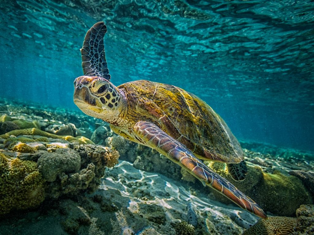 Isla Contoy, también conocida como “Isla de los pájaros” por su abundancia de aves, es una de las áreas protegidas de México en mejor estado.