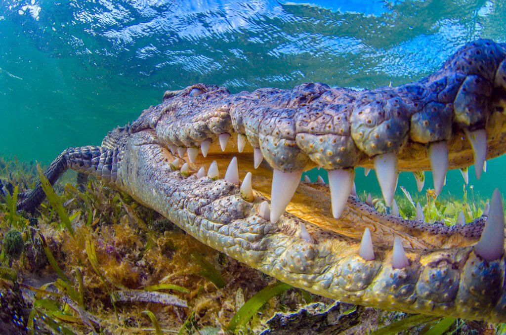 El Banco Chinchorro destaca por su biodiversidad y su importancia cultural; alberga distintos ecosistemas entre los que figuran pastos marinos, manglares, playas arenosas, arrecifes de coral y zonas de arenales, valiosos para los procesos de reproducción, crianza y desarrollo de especies de importancia ecológica y económica.