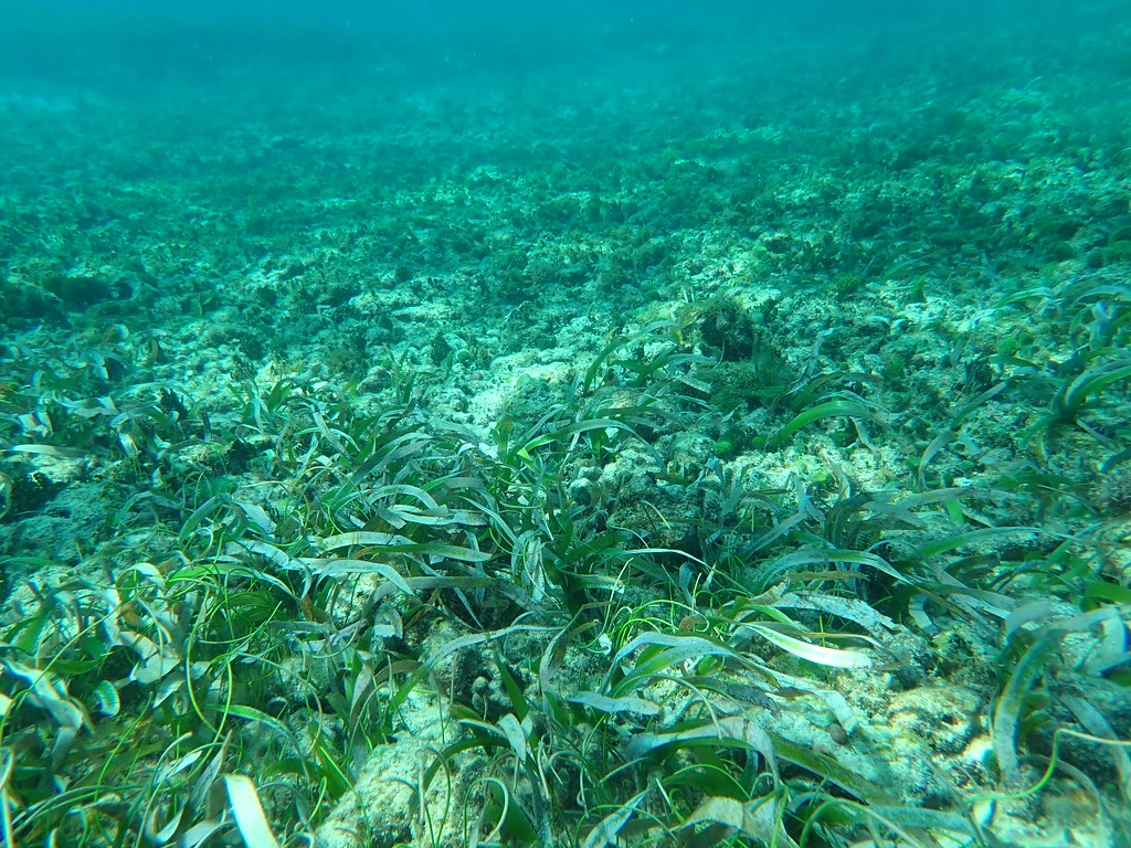 Isla Contoy, también conocida como “Isla de los pájaros” por su abundancia de aves, es una de las áreas protegidas de México en mejor estado.