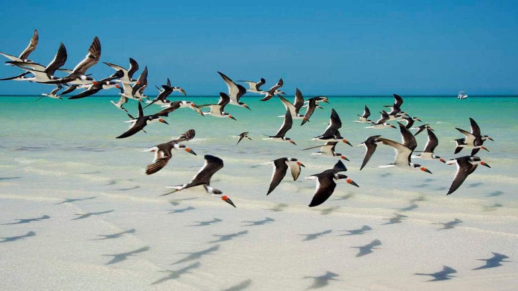 La historia de Holbox se remonta a la época maya prehispánica de la que poco se sabe, pero, para entender a la población actual debemos recordar aquel día de julio de 1847 en que dio inició la rebelión campesina más importante del siglo XIX en América Latina, conocida en la historia regional como “Guerra de Castas”. A