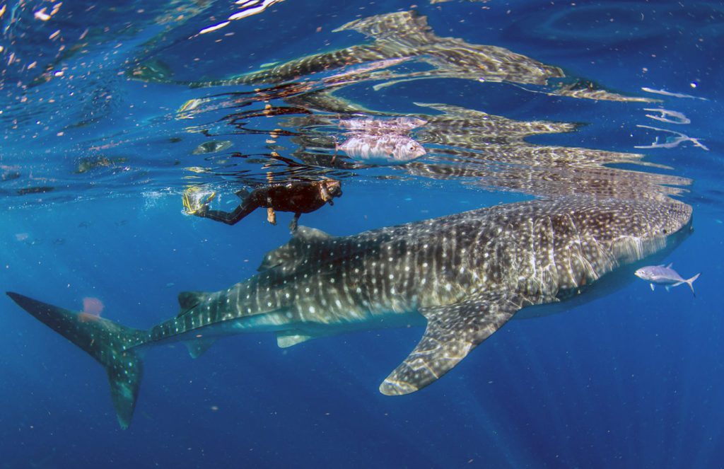 Ir a Isla Mujeres no es sólo llegar al territorio donde primero sale el sol en México, sino también a un pedazo de paraíso lleno de arenas blancas, playas de aguas turquesas, aves exóticas y peces extraordinarios (como el tiburón ballena