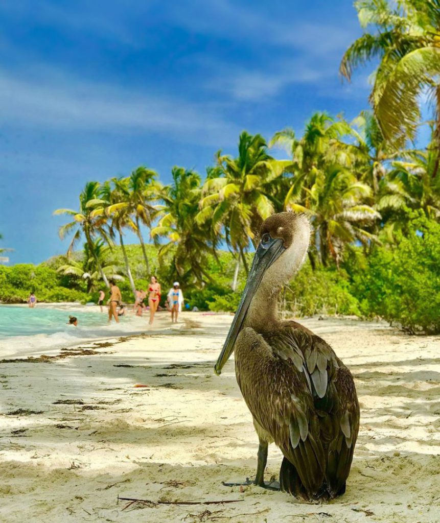 Isla Contoy, también conocida como “Isla de los pájaros” por su abundancia de aves, es una de las áreas protegidas de México en mejor estado.