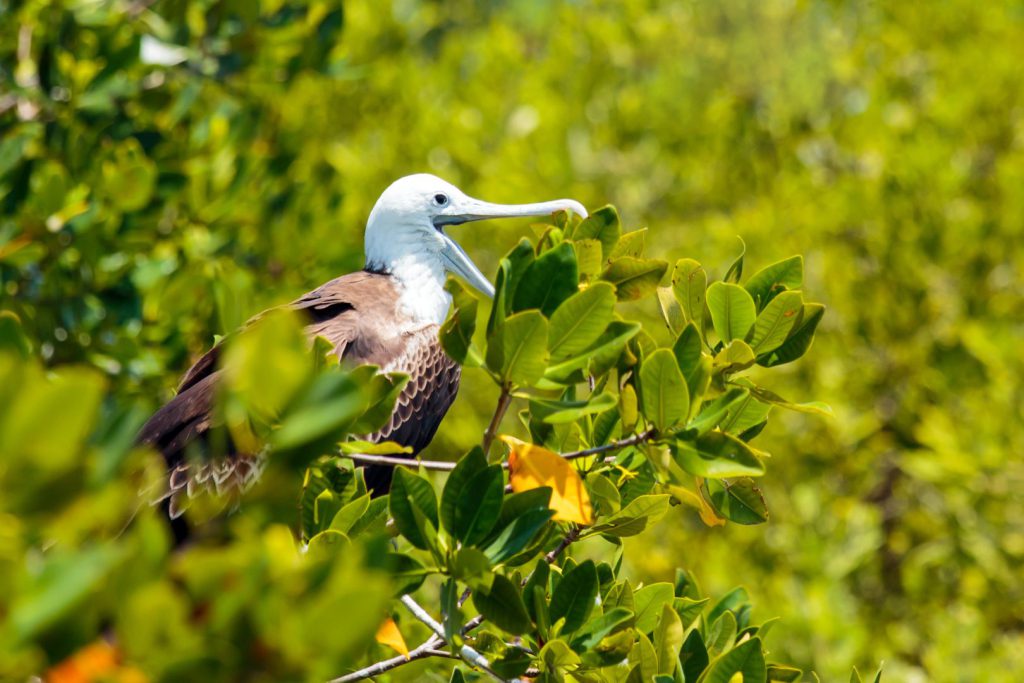 Isla Contoy, también conocida como “Isla de los pájaros” por su abundancia de aves, es una de las áreas protegidas de México en mejor estado.